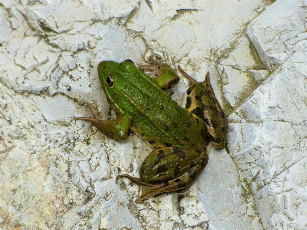 Girini di quale specie??? Pelophylax cfr. ridibundus (LU)